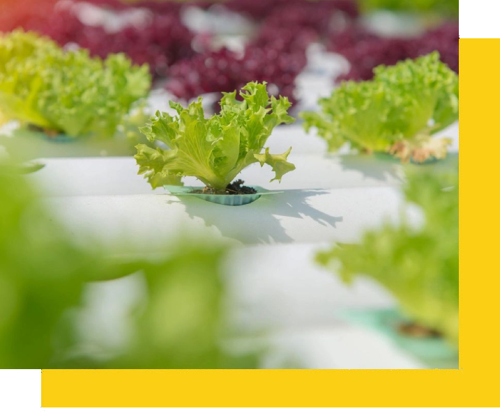 A close up of lettuce plants in the ground